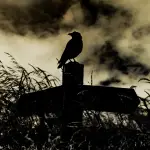 ¿Qué pájaros son símbolos de la muerte?