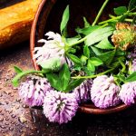 8 Hierbas y plantas que sirven como remedios naturales y se pueden cultivar en casa