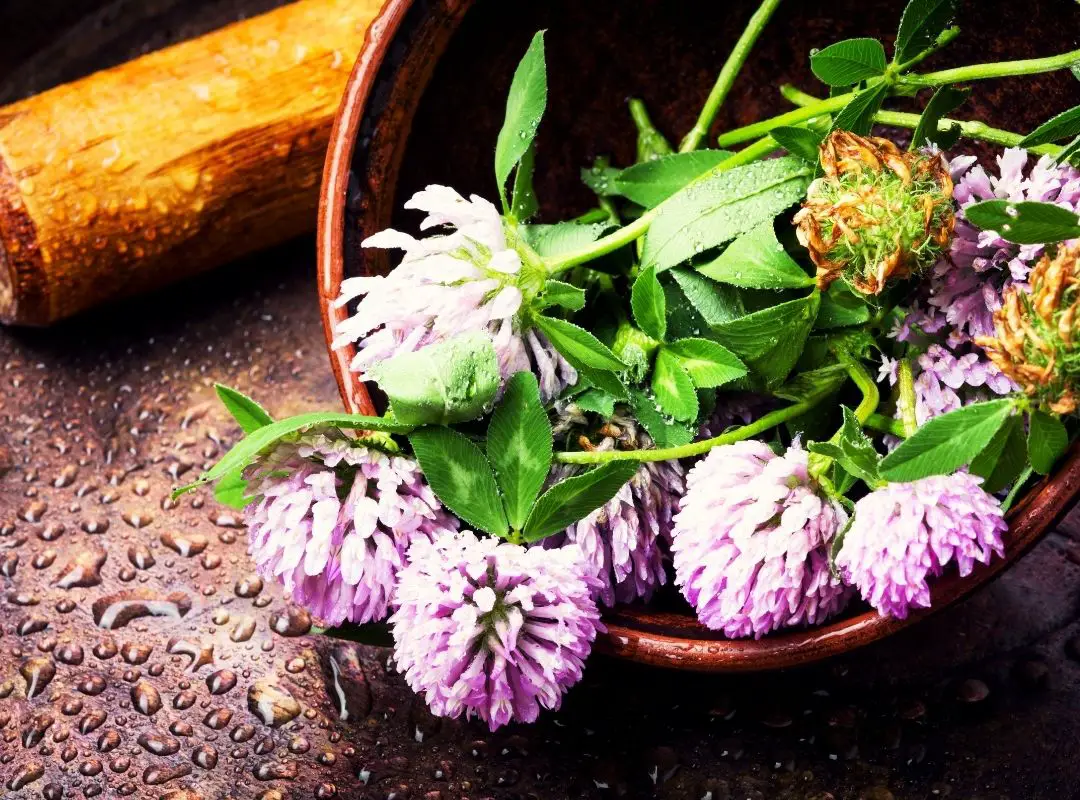 8 plantas medicinales que puedes cultivar en casas (8)