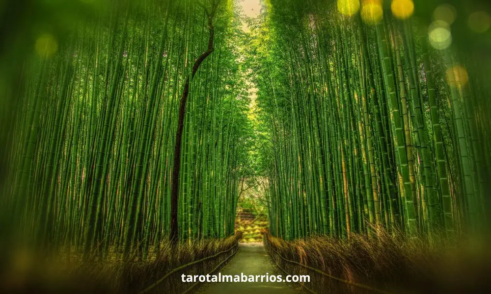 significado espiritual del bambú